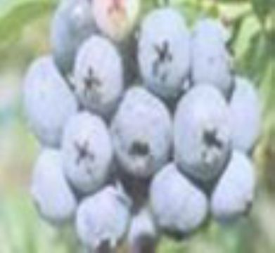 Bilberry Anthocyanin